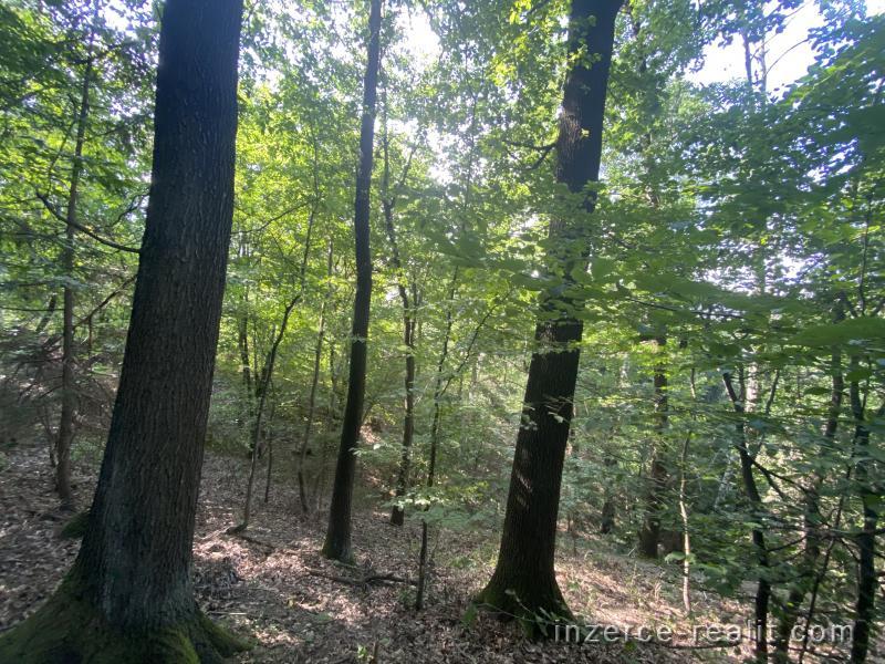Lesní pozemek