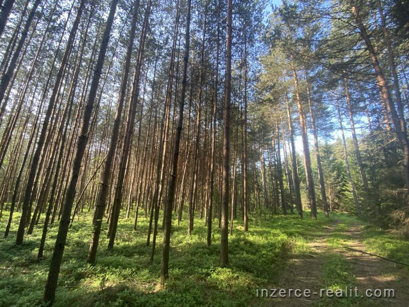 Lesní pozemek